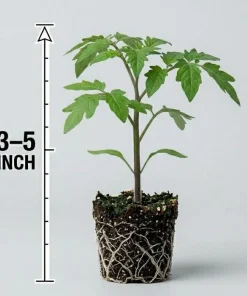Set of 2 Beefsteak Tomato Live Plants - 3-5 Inch Tall in 4 Inch Pots - Image 6
