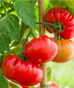 Set of 2 Beefsteak Tomato Live Plants - 3-5 Inch Tall in 4 Inch Pots - Image 7