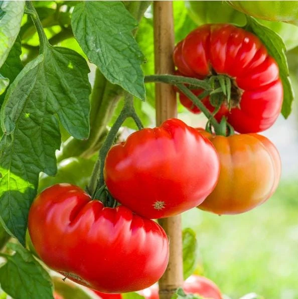 Set of 2 Beefsteak Tomato Live Plants - 3-5 Inch Tall in 4 Inch Pots - Image 7