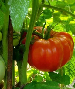 Set of 2 Beefsteak Tomato Live Plants - 3-5 Inch Tall in 4 Inch Pots - Image 8