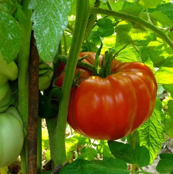 Set of 2 Beefsteak Tomato Live Plants - 3-5 Inch Tall in 4 Inch Pots - Image 8