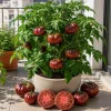 Set of 2 Black Brandywine Tomato Live Plants 4-6 Inch Tall, Heirloom Seedlings - Image 1