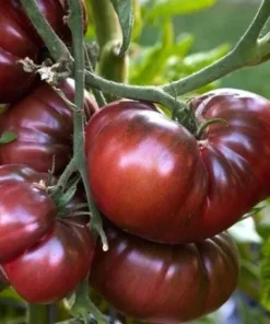 Set of 2 Black Brandywine Tomato Live Plants 4-6 Inch Tall, Heirloom Seedlings - Image 2