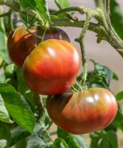 Set of 2 Black Brandywine Tomato Live Plants 4-6 Inch Tall, Heirloom Seedlings - Image 3