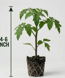 Set of 2 Black Brandywine Tomato Live Plants 4-6 Inch Tall, Heirloom Seedlings - Image 5