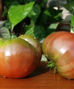 Set of 2 Black Brandywine Tomato Live Plants 4-6 Inch Tall, Heirloom Seedlings - Image 6