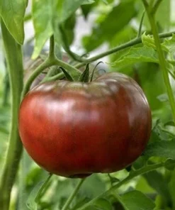 Set of 2 Black Brandywine Tomato Live Plants 4-6 Inch Tall, Heirloom Seedlings - Image 7