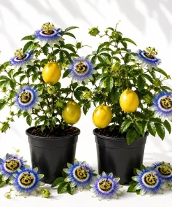 Set of 2 Blue Passiflora Live Plants, Passion Flower Vine, 4-6 Inch Tall - Image 1