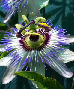Set of 2 Blue Passiflora Live Plants, Passion Flower Vine, 4-6 Inch Tall - Image 6
