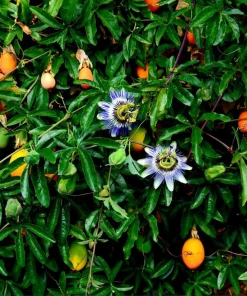 Set of 2 Blue Passiflora Live Plants, Passion Flower Vine, 4-6 Inch Tall - Image 7