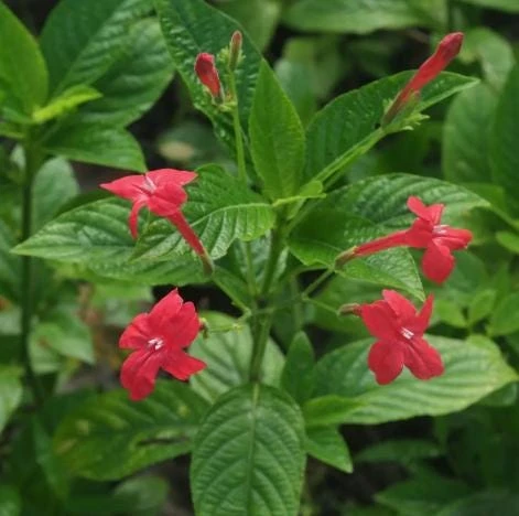 Set of 2 Brazilian Red Ruellia Live Plants – Compact Flowering Perennial – 4 to 6 Inch Tall - Image 2