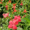Set of 2 Brazilian Red Ruellia Live Plants – Compact Flowering Perennial – 4 to 6 Inch Tall - Image 1