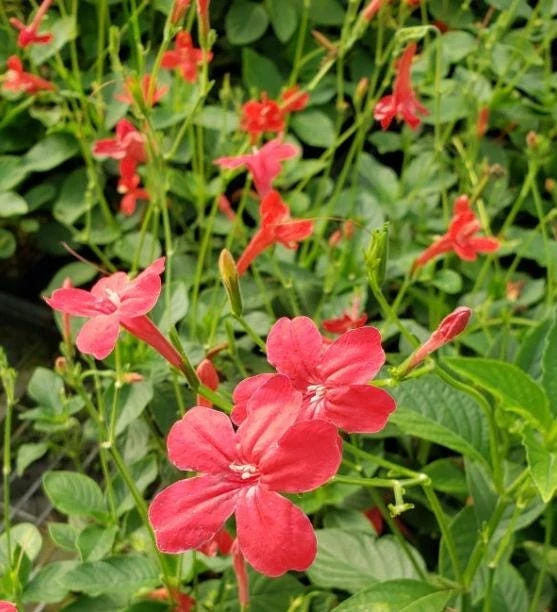 Set of 2 Brazilian Red Ruellia Live Plants – Compact Flowering Perennial – 4 to 6 Inch Tall - Image 1
