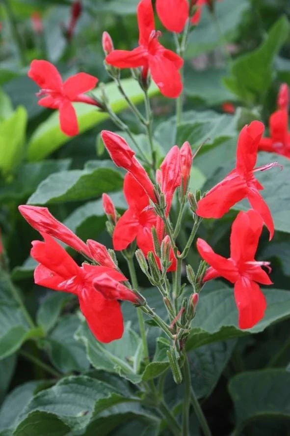 Set of 2 Brazilian Red Ruellia Live Plants – Compact Flowering Perennial – 4 to 6 Inch Tall - Image 5