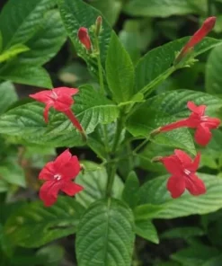 Set of 2 Brazilian Red Ruellia Live Plants – Red Flower Perennial, 4-6 Inch Tall - Image 2