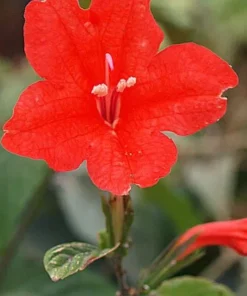 Set of 2 Brazilian Red Ruellia Live Plants – Red Flower Perennial, 4-6 Inch Tall - Image 3