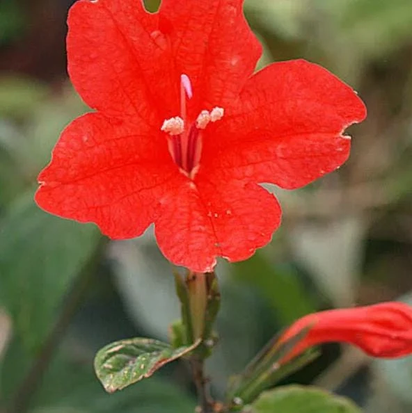 Set of 2 Brazilian Red Ruellia Live Plants – Red Flower Perennial, 4-6 Inch Tall - Image 3
