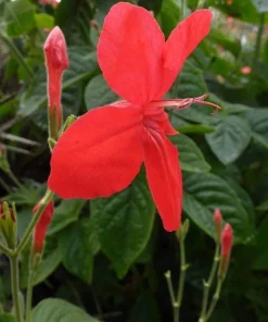 Set of 2 Brazilian Red Ruellia Live Plants – Red Flower Perennial, 4-6 Inch Tall - Image 4