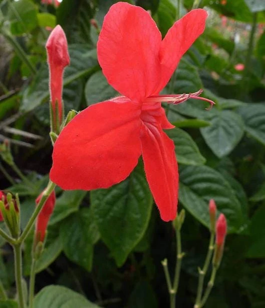 Set of 2 Brazilian Red Ruellia Live Plants – Red Flower Perennial, 4-6 Inch Tall - Image 4
