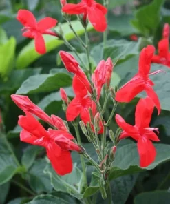 Set of 2 Brazilian Red Ruellia Live Plants – Red Flower Perennial, 4-6 Inch Tall - Image 5