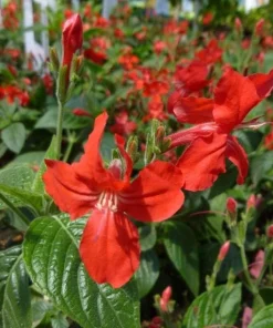 Set of 2 Brazilian Red Ruellia Live Plants – Red Flower Perennial, 4-6 Inch Tall - Image 6