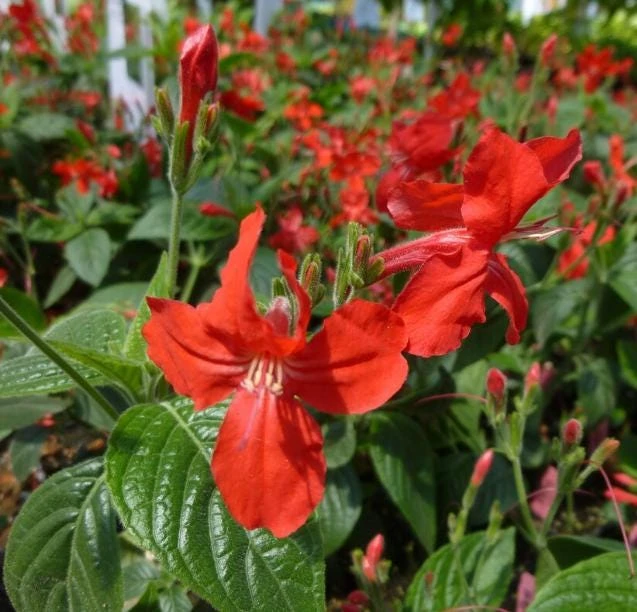 Set of 2 Brazilian Red Ruellia Live Plants – Red Flower Perennial, 4-6 Inch Tall - Image 6
