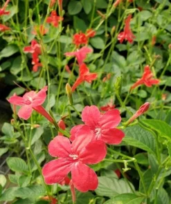 Set of 2 Brazilian Red Ruellia Live Plants – Red Flower Perennial, 4-6 Inch Tall - Image 1