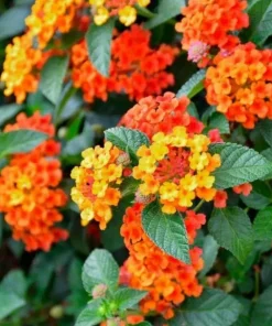 Set of 2 Bright Orange Lantana Live Plants - Perennial Flowering Shrubs 4-6 Inches Tall - Image 1