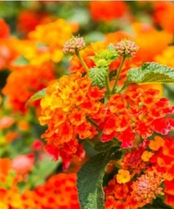 Set of 2 Bright Orange Lantana Live Plants - Perennial Flowers for Outdoor Gardens, 4-6 Inches Tall - Image 2