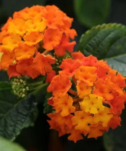 Set of 2 Bright Orange Lantana Live Plants - Perennial Flowering Shrubs 4-6 Inches Tall - Image 3
