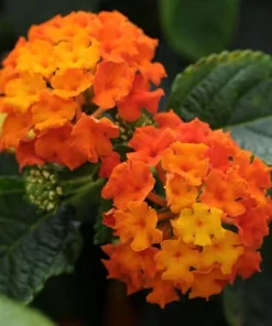 Set of 2 Bright Orange Lantana Live Plants - Perennial Flowers for Outdoor Gardens, 4-6 Inches Tall - Image 3