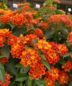 Set of 2 Bright Orange Lantana Live Plants - Perennial Flowering Shrubs 4-6 Inches Tall - Image 4