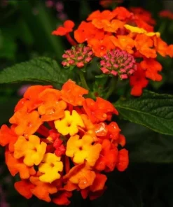 Set of 2 Bright Orange Lantana Live Plants - Perennial Flowers for Outdoor Gardens, 4-6 Inches Tall - Image 5