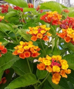 Set of 2 Bright Orange Lantana Live Plants - Perennial Flowering Shrubs 4-6 Inches Tall - Image 6