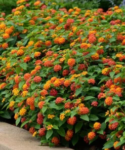 Set of 2 Bright Orange Lantana Live Plants - Perennial Flowers for Outdoor Gardens, 4-6 Inches Tall - Image 7