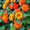 Set of 2 Bright Orange Lantana Live Plants - Perennial Flowers for Outdoor Gardens, 4-6 Inches Tall - Image 1