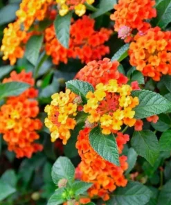 Set of 2 Bright Orange Lantana Live Plants - Perennial Flowers for Outdoor Gardens, 4-6 Inches Tall - Image 1