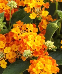 Set of 2 Bright Orange Lantana Plants Live, 4-7 Inches Tall, Outdoor Flowering Starter Plants - Image 2