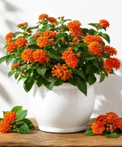 Set of 2 Bright Orange Lantana Plants Live, 4-7 Inches Tall, Outdoor Flowering Starter Plants - Image 1