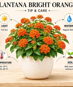 Set of 2 Bright Orange Lantana Plants Live, 4-7 Inches Tall, Outdoor Flowering Starter Plants - Image 3