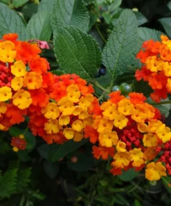 Set of 2 Bright Orange Lantana Plants Live, 4-7 Inches Tall, Outdoor Flowering Starter Plants - Image 4