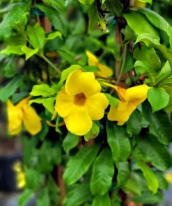 Set of 2 Brown Bud Allamanda Live Plants, Bright Yellow Bell Flowers, 4-6 Inch Tall - Image 2