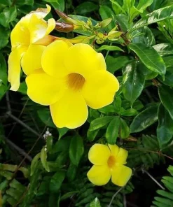 Set of 2 Brown Bud Allamanda Live Plants, Bright Yellow Bell Flowers, 4-6 Inch Tall - Image 3
