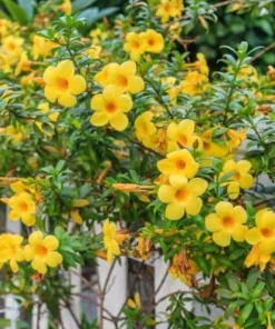 Set of 2 Brown Bud Allamanda Live Plants, Bright Yellow Bell Flowers, 4-6 Inch Tall - Image 4