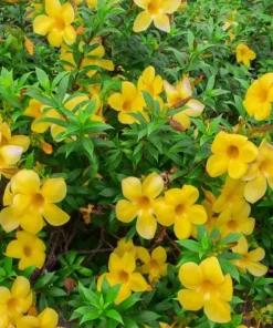 Set of 2 Brown Bud Allamanda Live Plants, Bright Yellow Bell Flowers, 4-6 Inch Tall - Image 5
