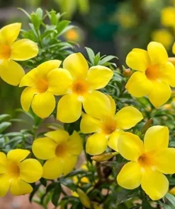 Set of 2 Brown Bud Allamanda Live Plants, Bright Yellow Bell Flowers, 4-6 Inch Tall - Image 6