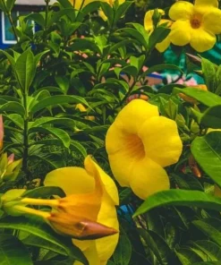 Set of 2 Brown Bud Allamanda Live Plants, Bright Yellow Bell Flowers, 4-6 Inch Tall - Image 7