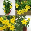 Set of 2 Brown Bud Allamanda Live Plants, Bright Yellow Bell Flowers, 4-6 Inch Tall - Image 1