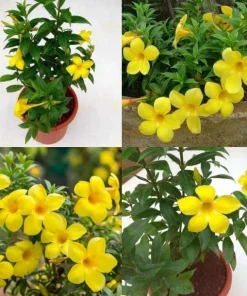 Set of 2 Brown Bud Allamanda Live Plants, Bright Yellow Bell Flowers, 4-6 Inch Tall - Image 1