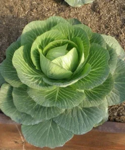 Set of 2 Cabbage Live Plants 1-4 Inch Tall - Healthy Garden Seedlings - Image 2
